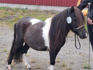 Allround hästar till salu: Ministo,LITEN!! premierad,utställd i Strömsholm - Annons 1