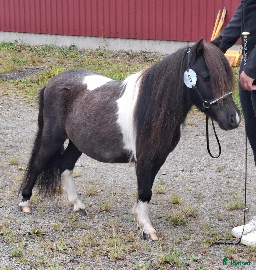 Allround hästar till salu: Ministo,LITEN!!  premierad,utställd  - Annons 2