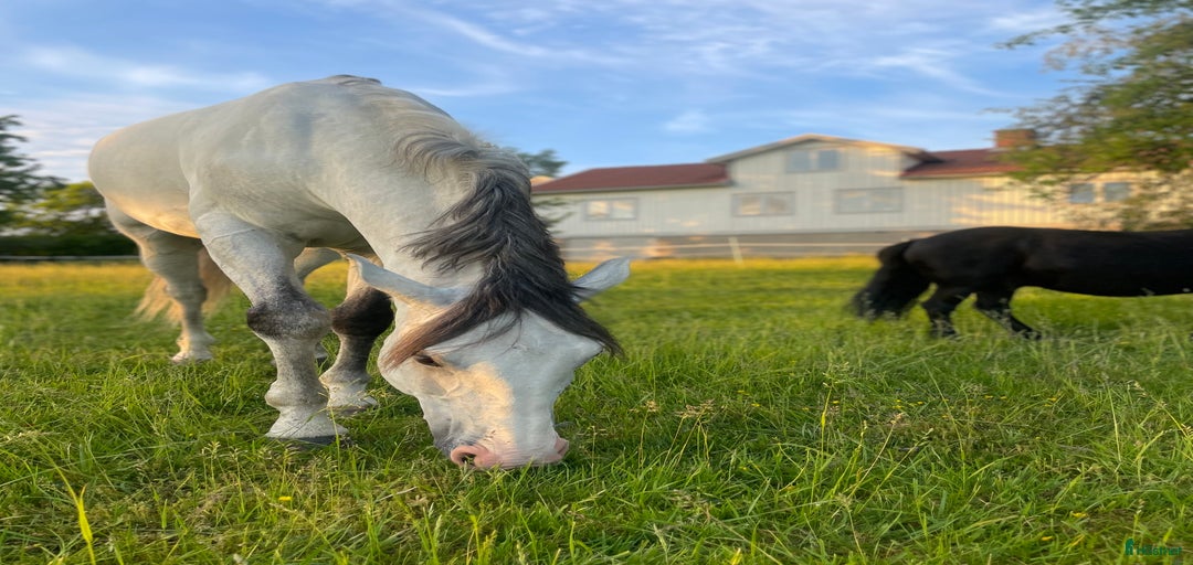 Galleribild {{count}}