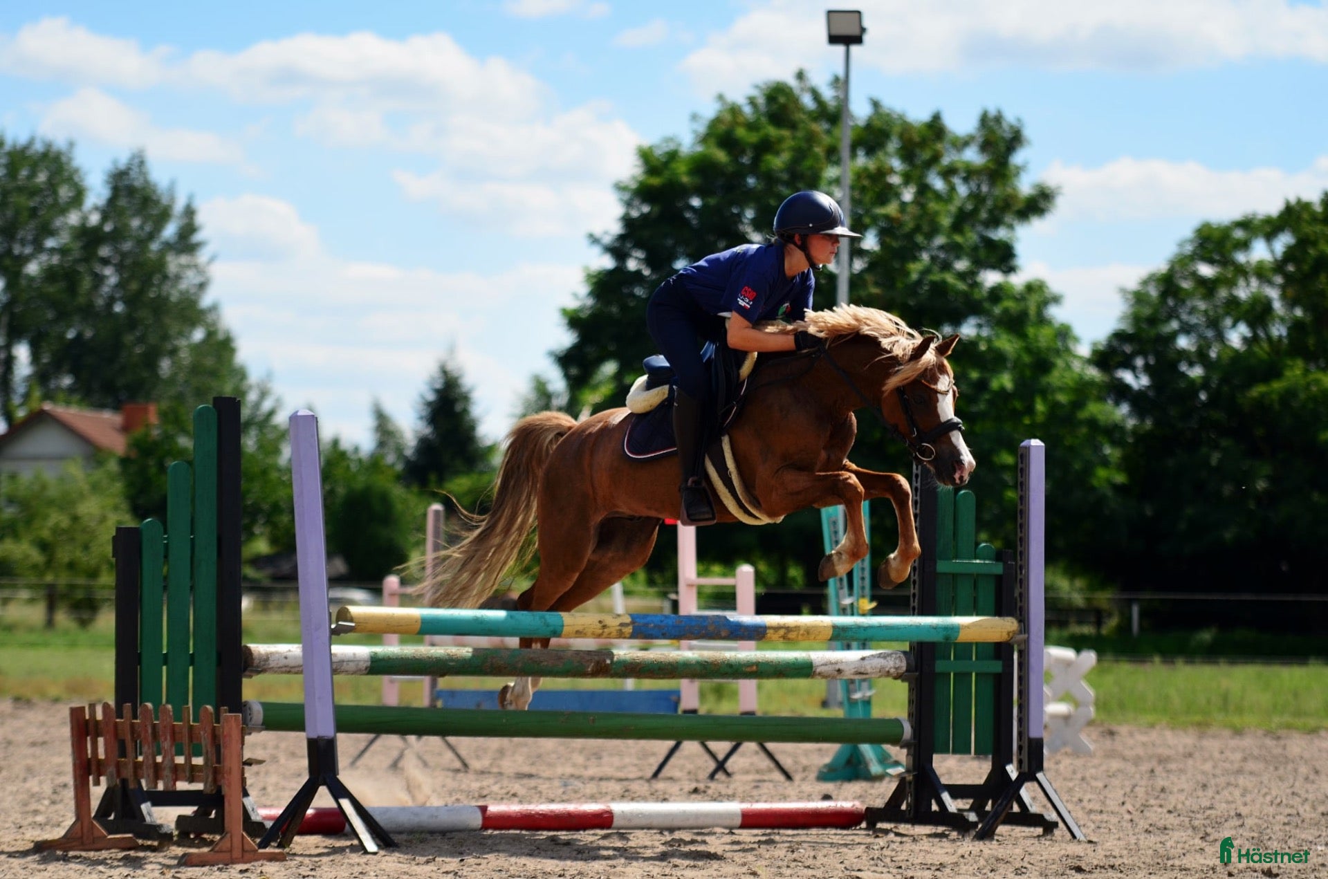  hästar Top jumping pony! C-group - Annons 18