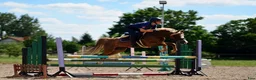Hoppning hästar till salu: Top jumping pony! C-group - Annons 1
