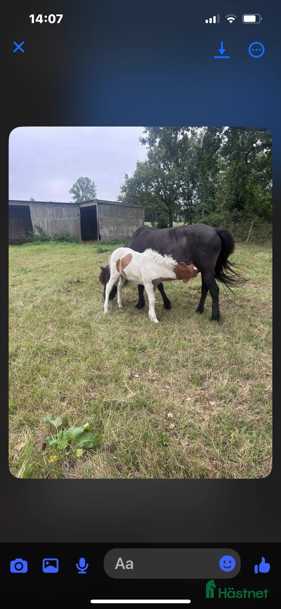 Island hästar till salu: Fint sto född -2024 i Hammarö - Annons 3