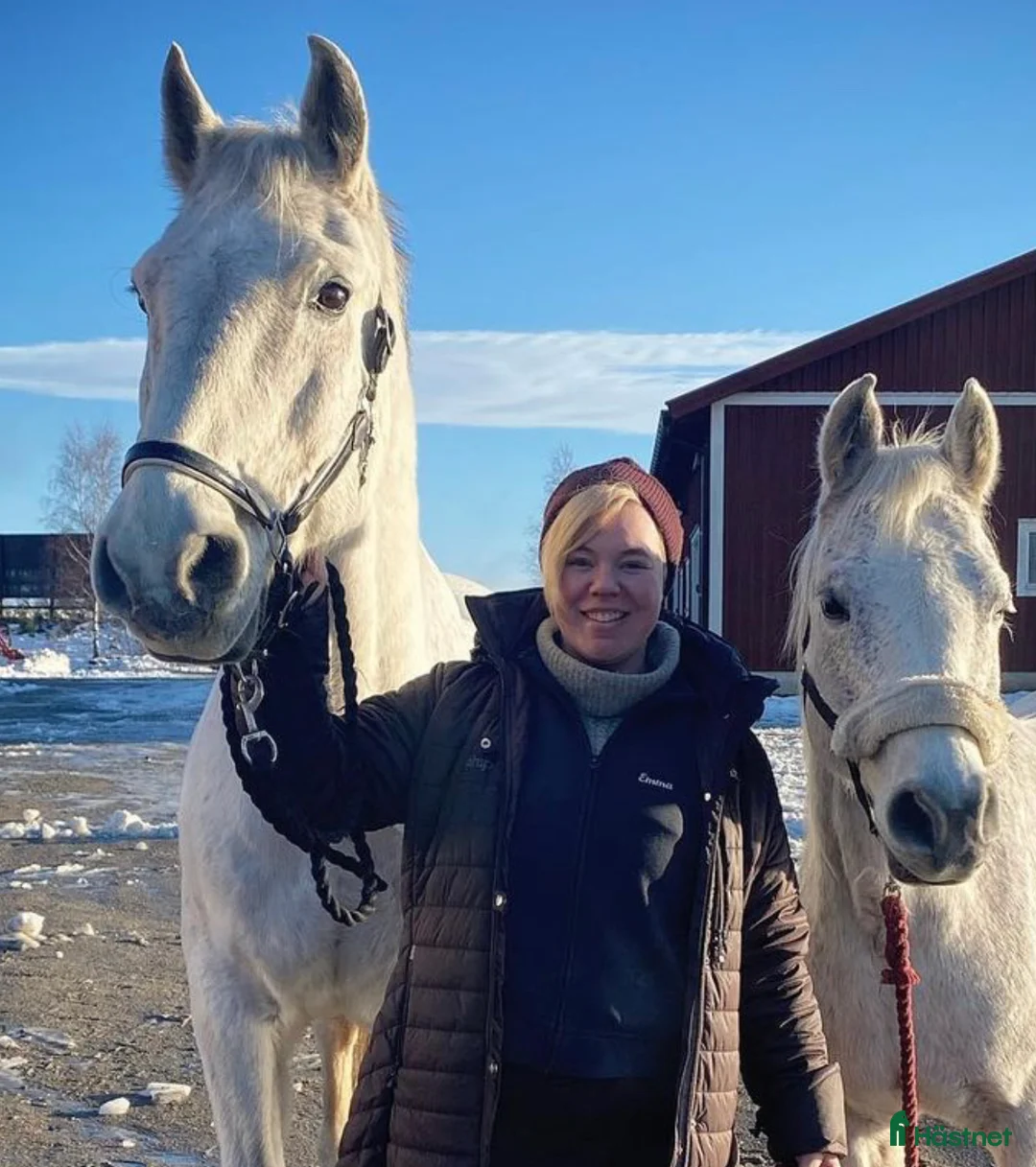 Allround hästar sökes: Söker trygg, stabil, läromästare - Annons 2