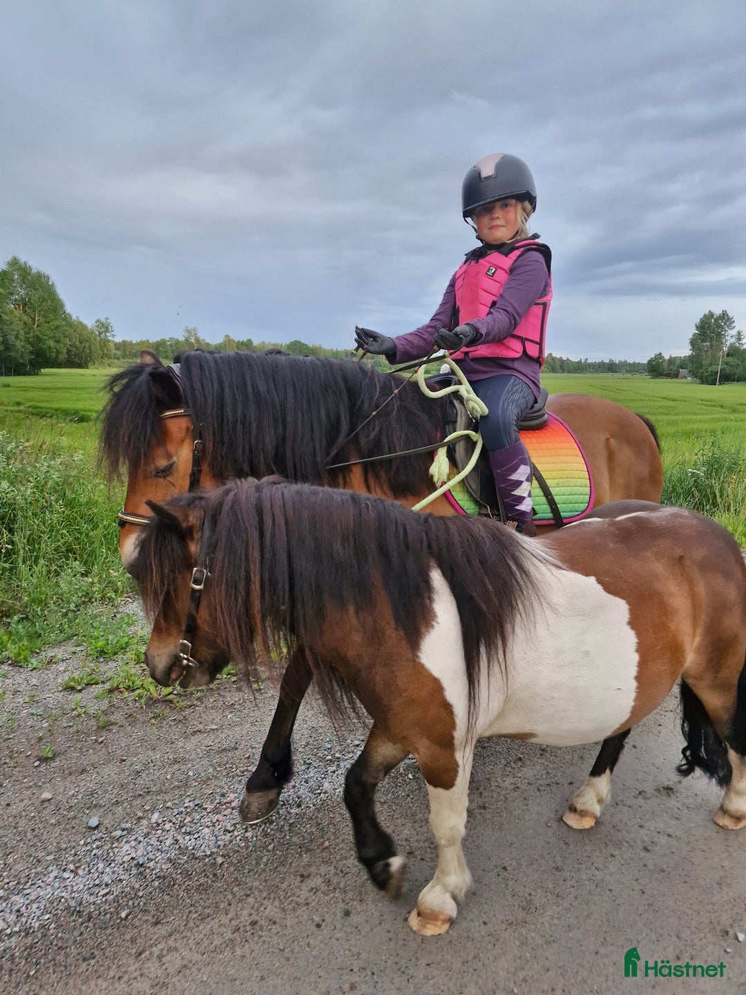 Allround hästar till salu: En tuff kille i Kalvsvik - Annons 3
