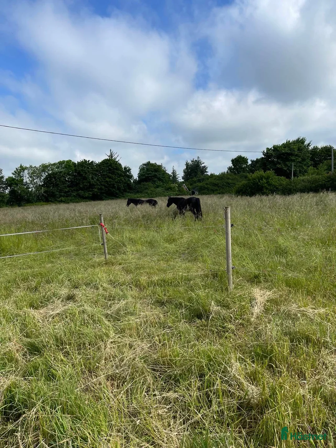  stallplats finnes: Stallplats i mindre stall i Förslöv - Annons 2