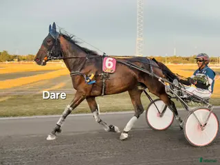 hästar Starthäst bytes el säljes - Annons 1