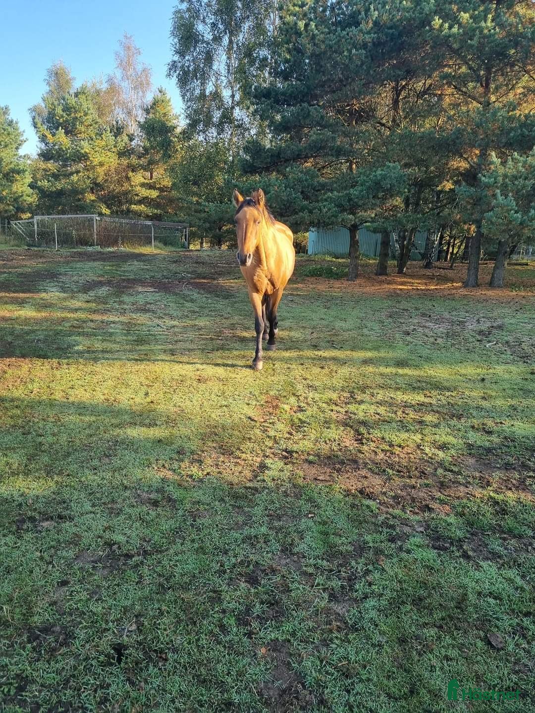  foderhäst finnes: Delfodervärd sökes i Ljungbyhed - Annons 12