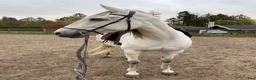 Dressyr hästar till salu: Beautiful and energetic - well trained Lusitano - Annons 2