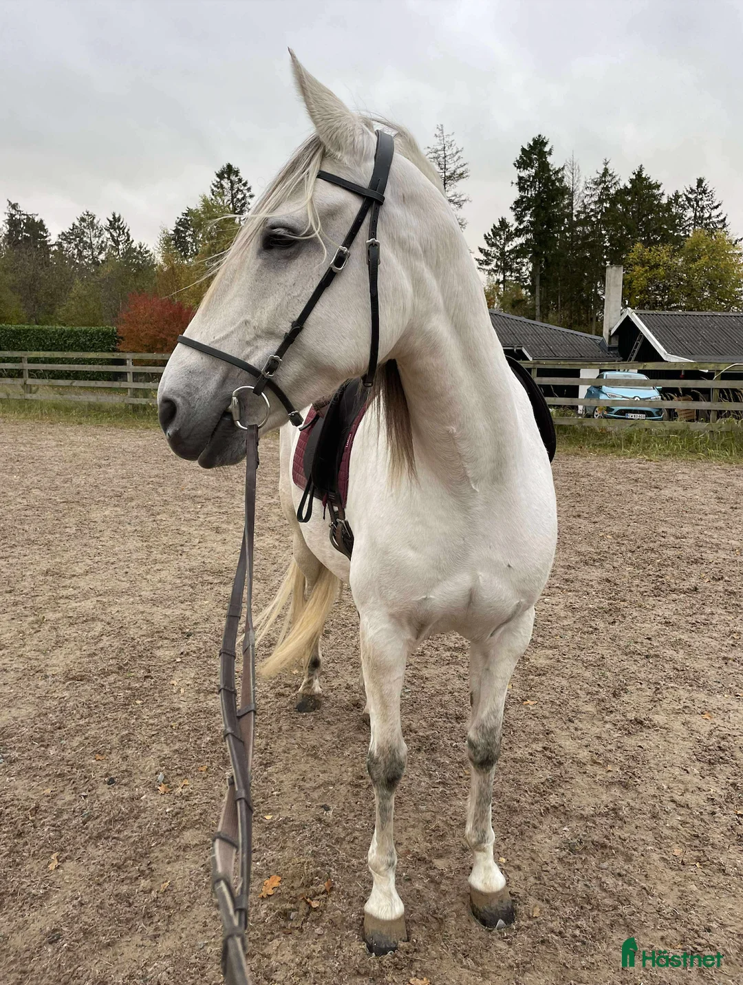 Dressyr hästar till salu: Beautiful and energetic - well trained Lusitano - Annons 2