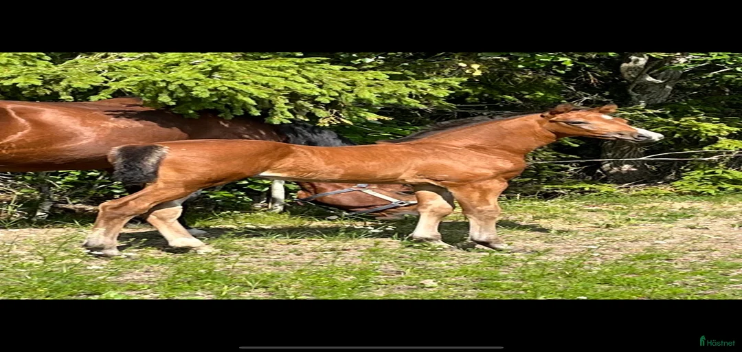 Galleribild {{count}}