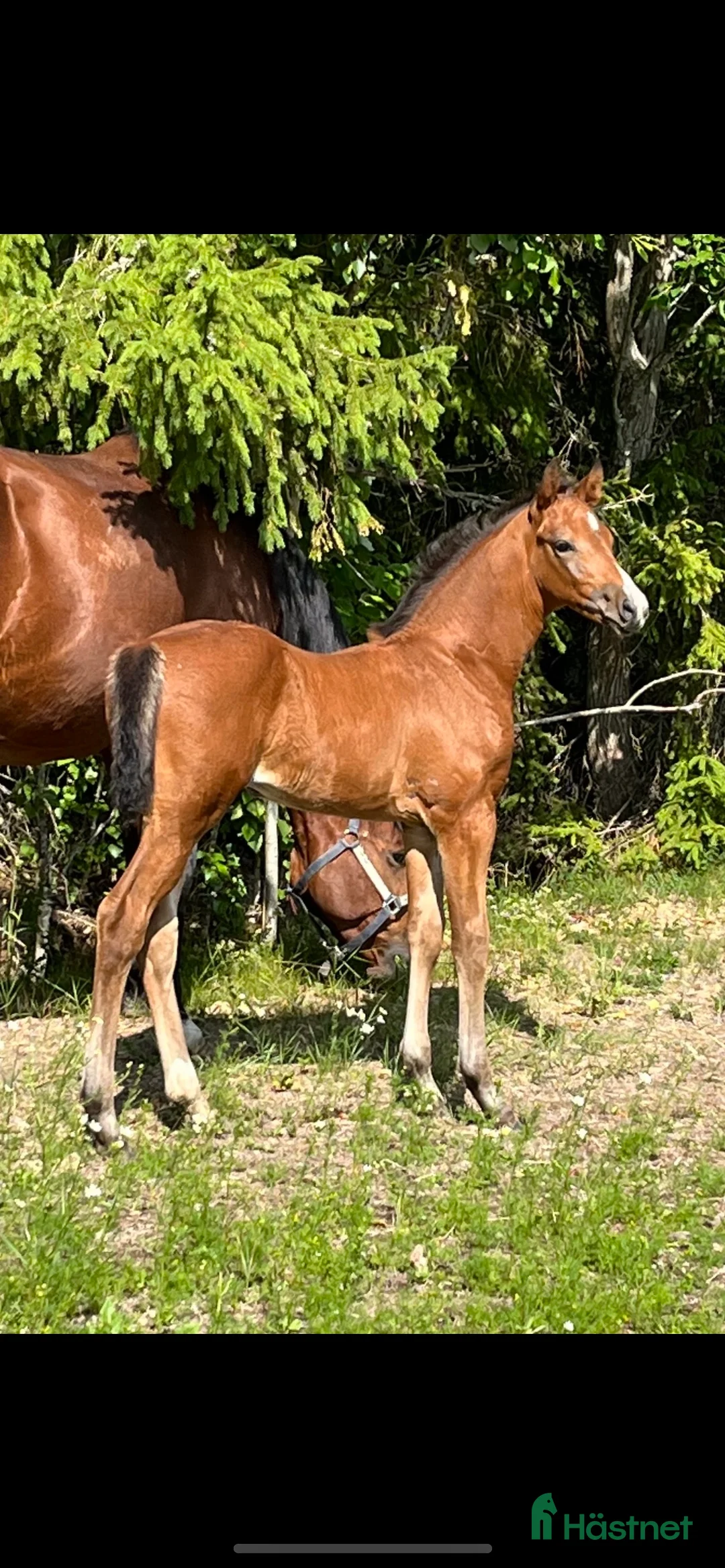 Galleribild {{count}}