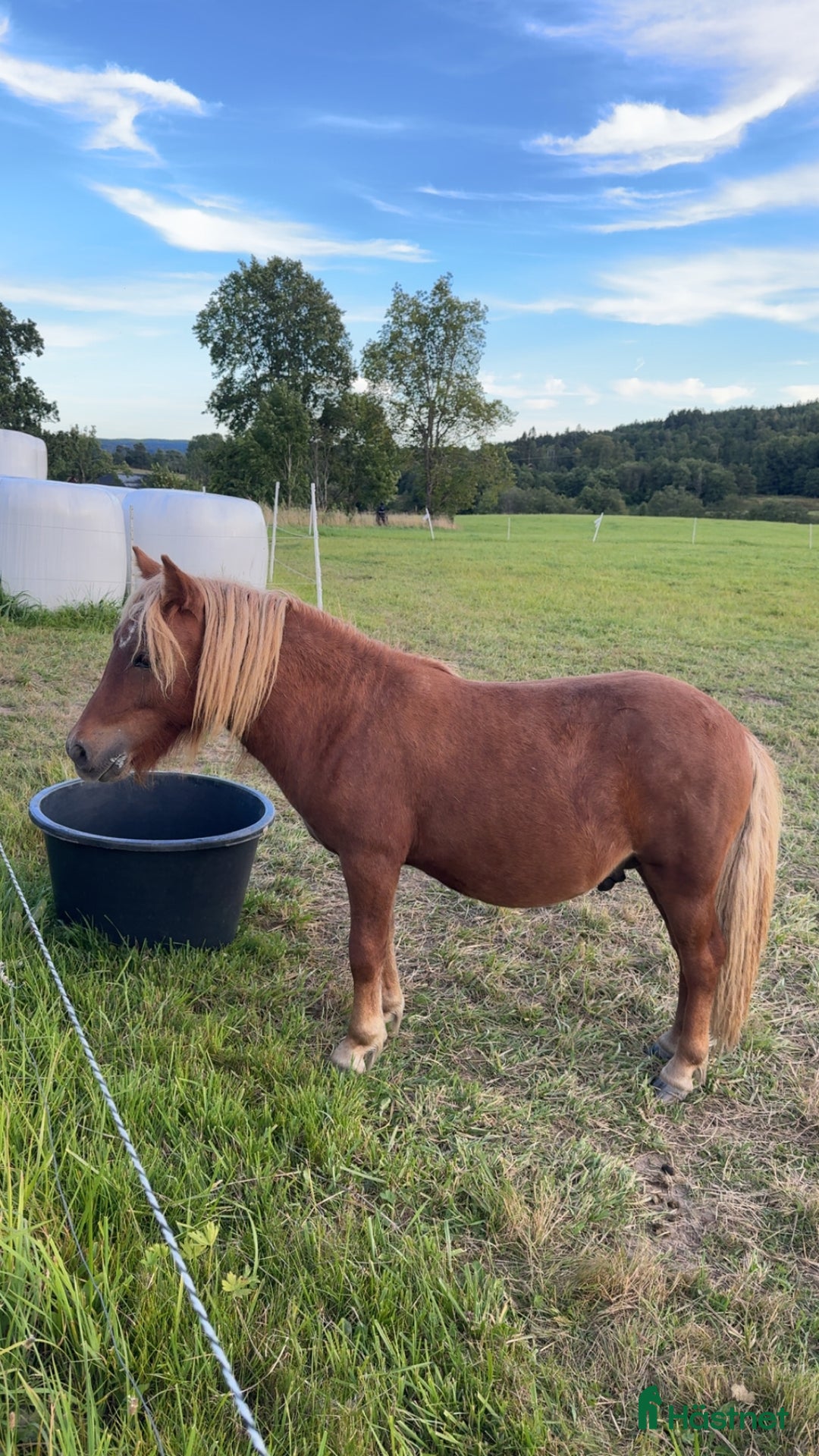  foderhäst finnes: Snäll och välhanterad unghingst i Göteborg - Annons 1
