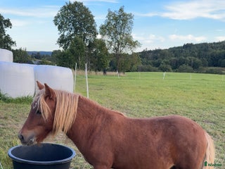 foderhäst finnes: Snäll och välhanterad unghingst i Göteborg - Annons 1