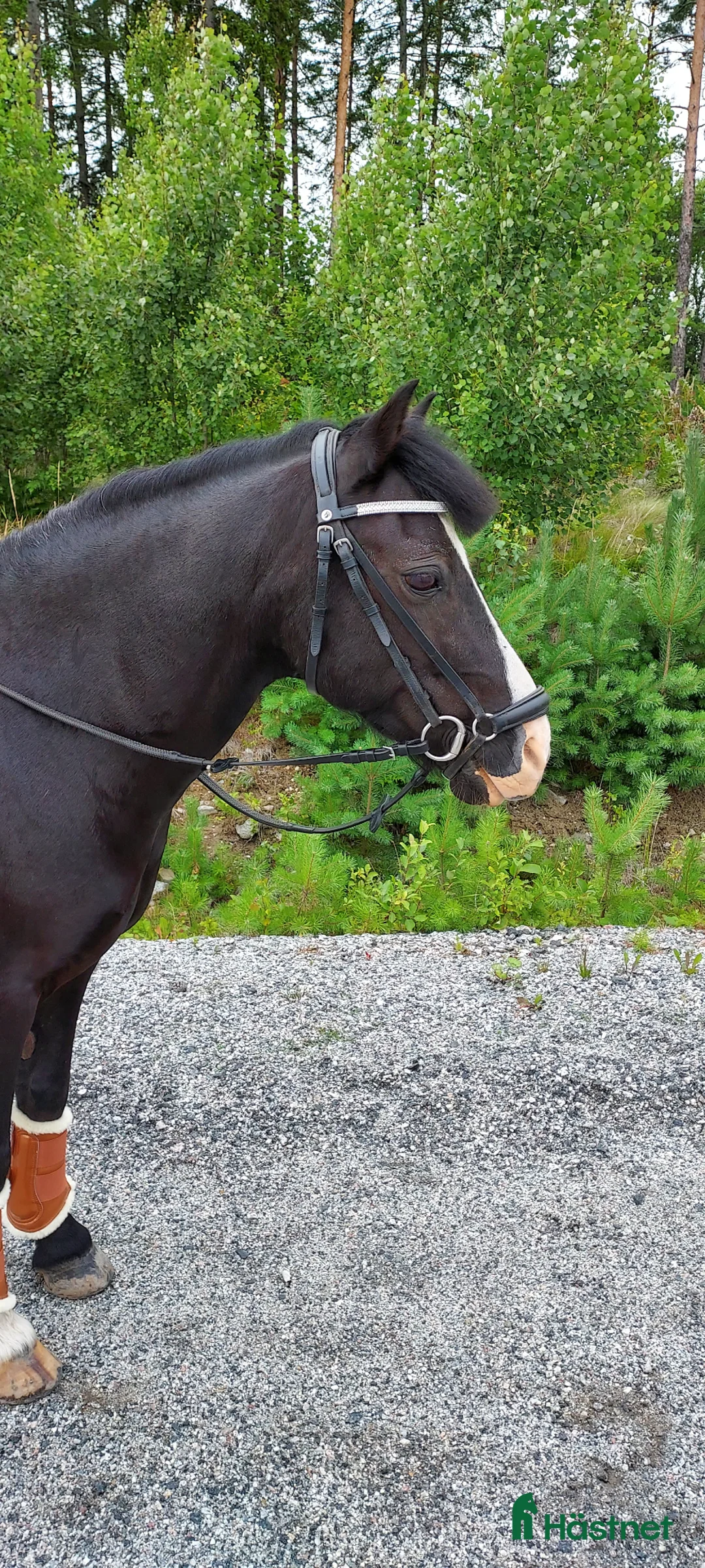 Dressyr hästar till salu: Läromästare i dressyr  - Annons 1