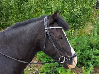 hästar Läromästare i dressyr - Annons 14