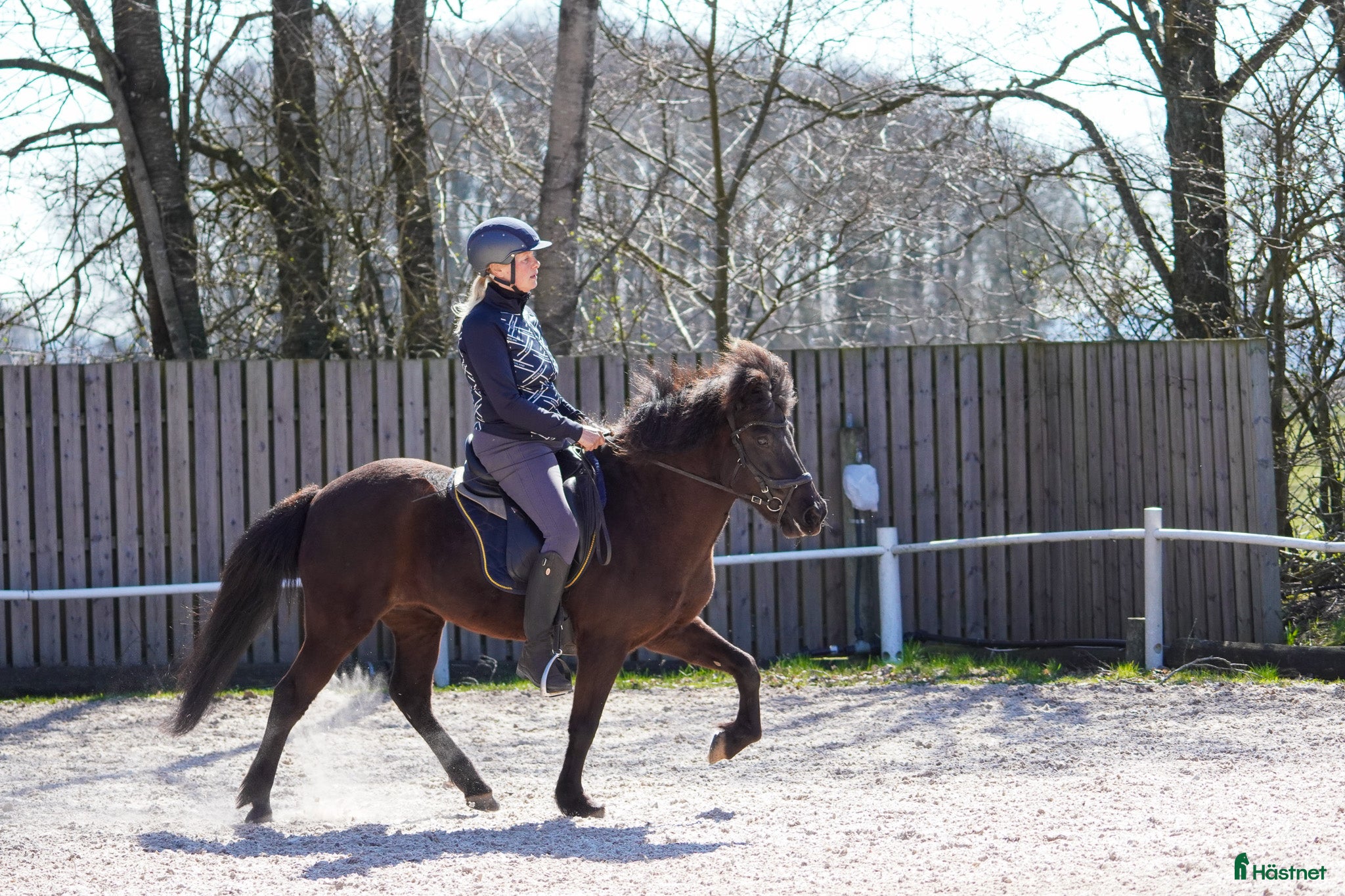  hästar Lilja – den perfekta familjehästen!  - Annons 3