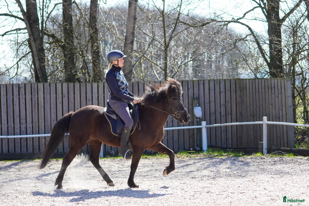 Island hästar till salu: Lilja – den perfekta familjehästen!  - Annons 1