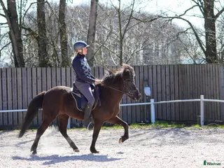 hästar Lilja – den perfekta familjehästen! - Annons 3