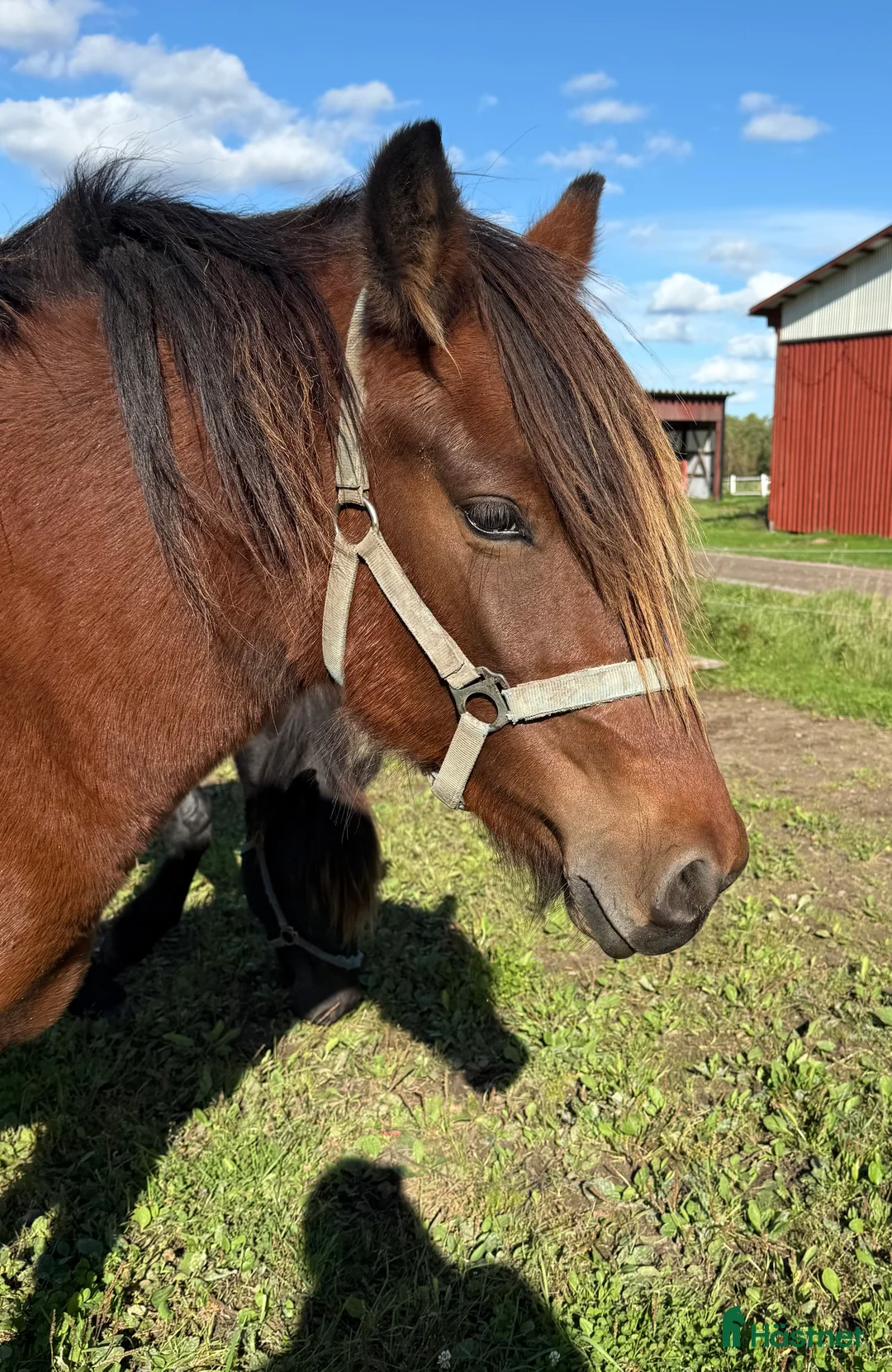 Allround hästar till salu: Inkört kallblod i Borlänge - Annons 2