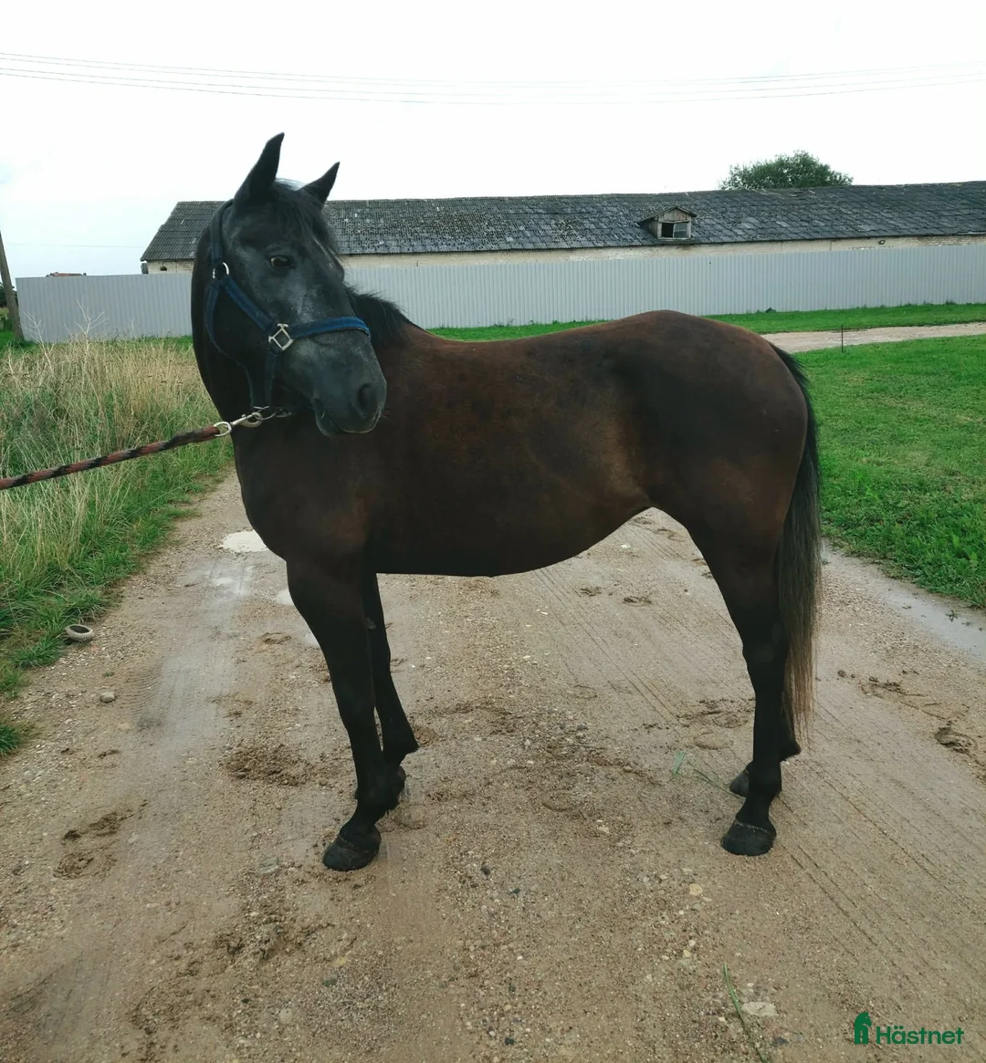 Allround hästar till salu: Perfect pony for sale - Annons 2