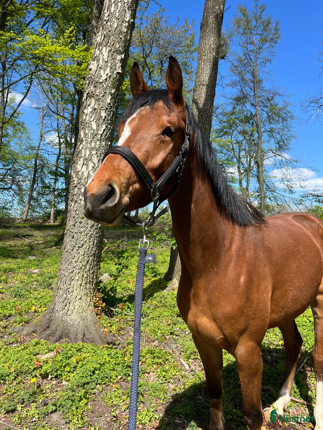 Hoppning hästar till salu: 💥vackert 3årigt sto💥 i Löberöd - Annons 1