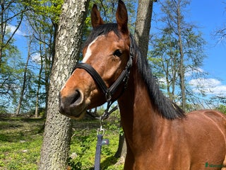 Hoppning hästar till salu: 💥vackert 3årigt sto💥 i Löberöd - Annons 1