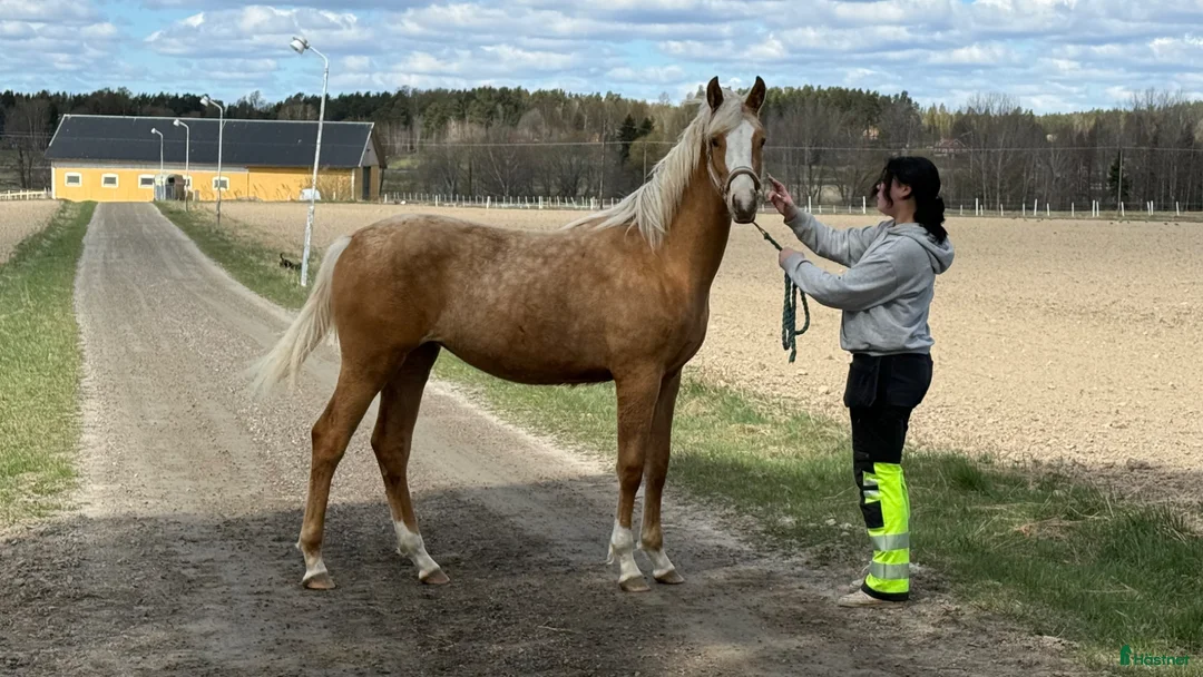 Allround hästar till salu: Sto e. Special Edition!  - Annons 2