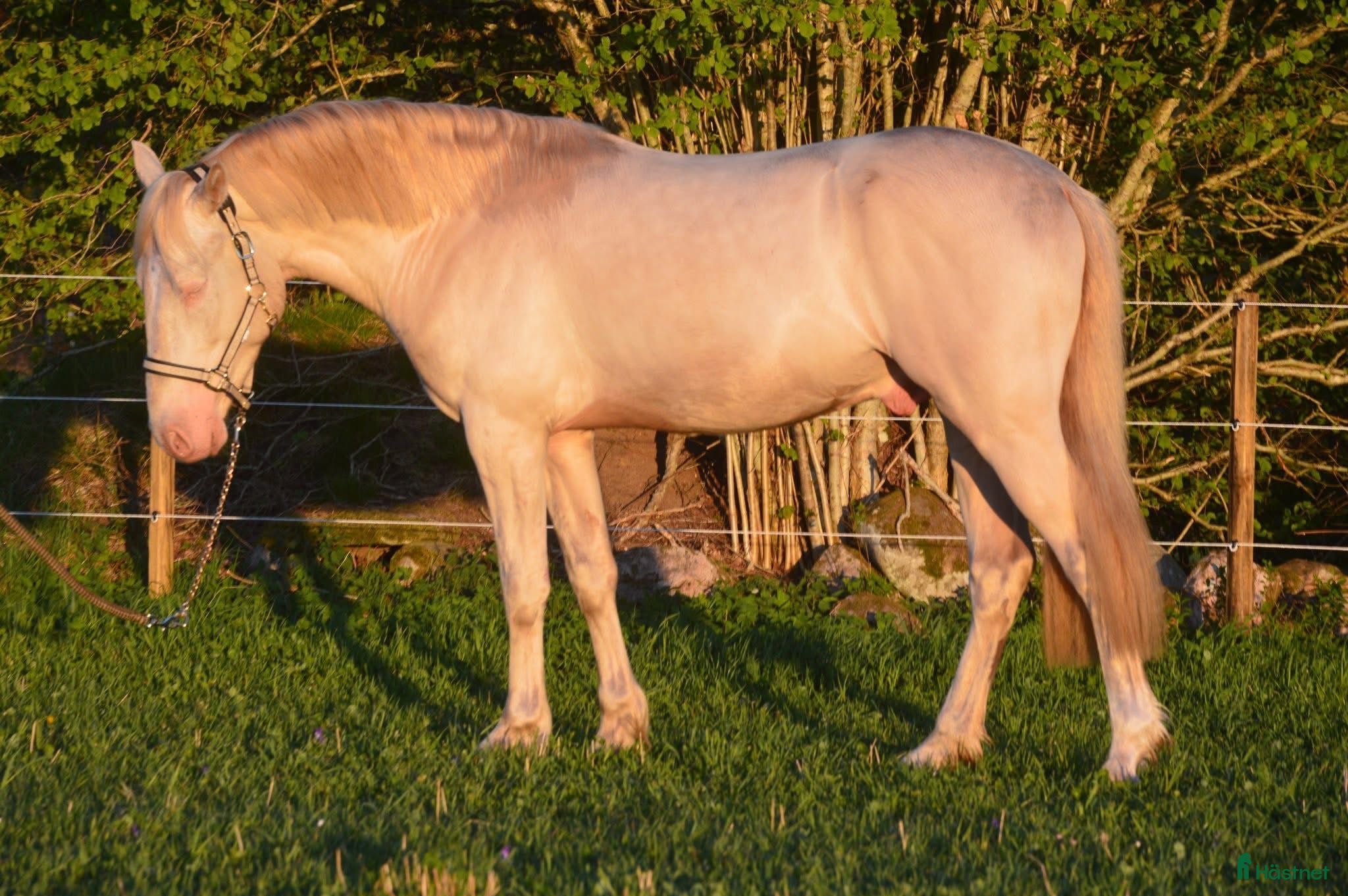  avel finnes: Guldhingst tillgänglig för avel - Annons 2