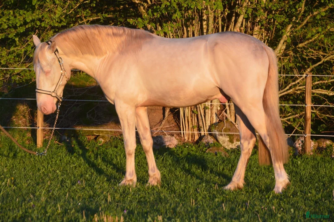  avel finnes: Guldhingst tillgänglig för avel - Annons 1