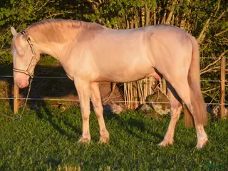 avel Guldhingst tillgänglig för avel - Annons 7