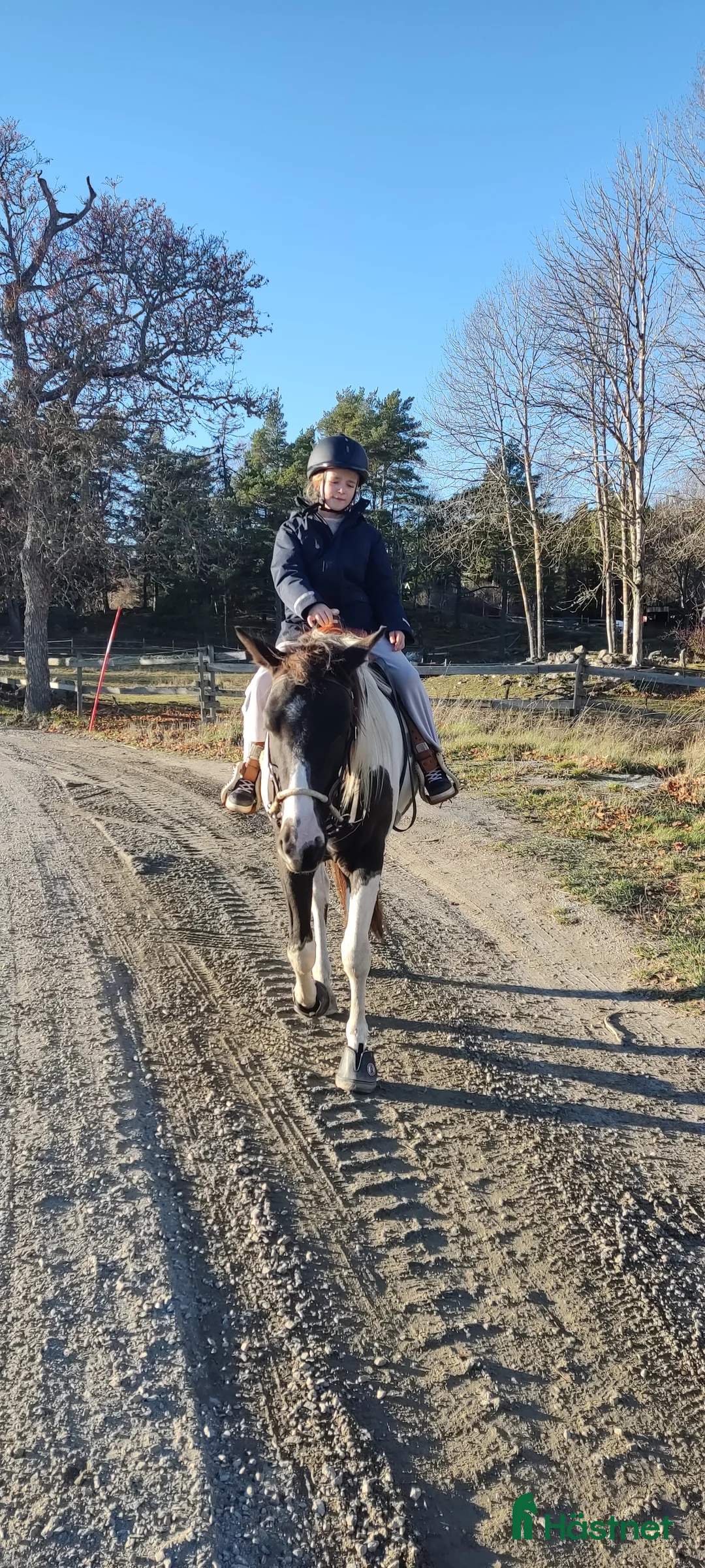 Allround hästar till salu: 5 årig paint mix med ett fantastiskt temperament ⭐ i Brottby - Annons 7