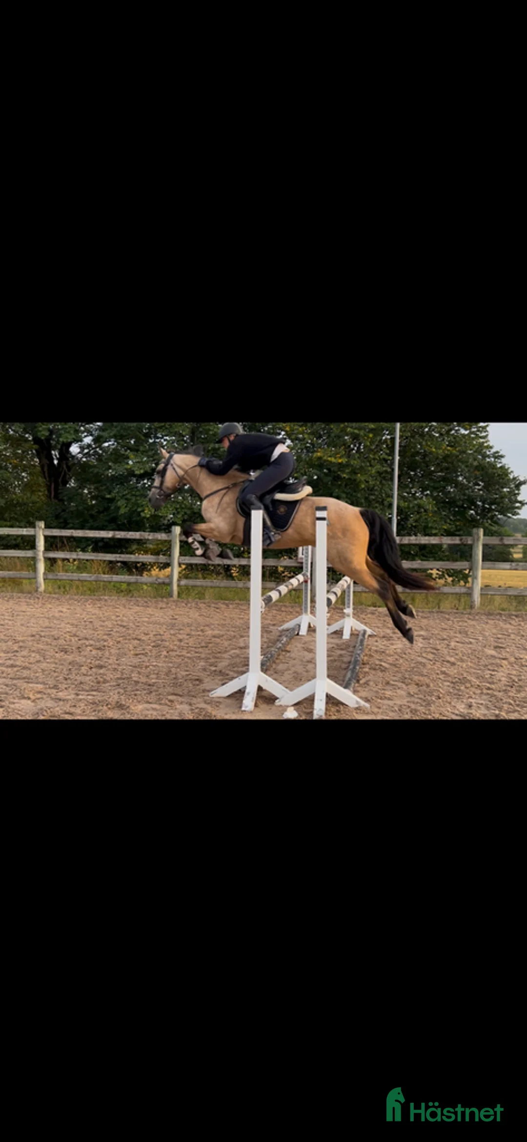 Allround hästar till salu: Nydelig og snill ponni søker godt hjem - Annons 2