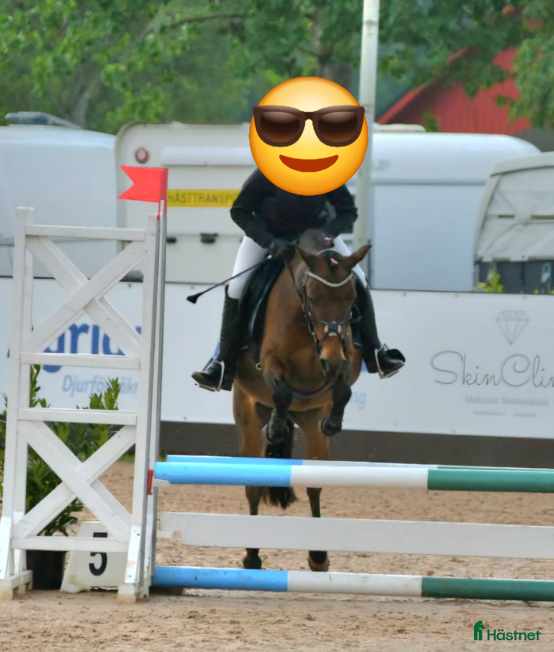 Allround hästar till salu: Russto i Växjö - Annons 2