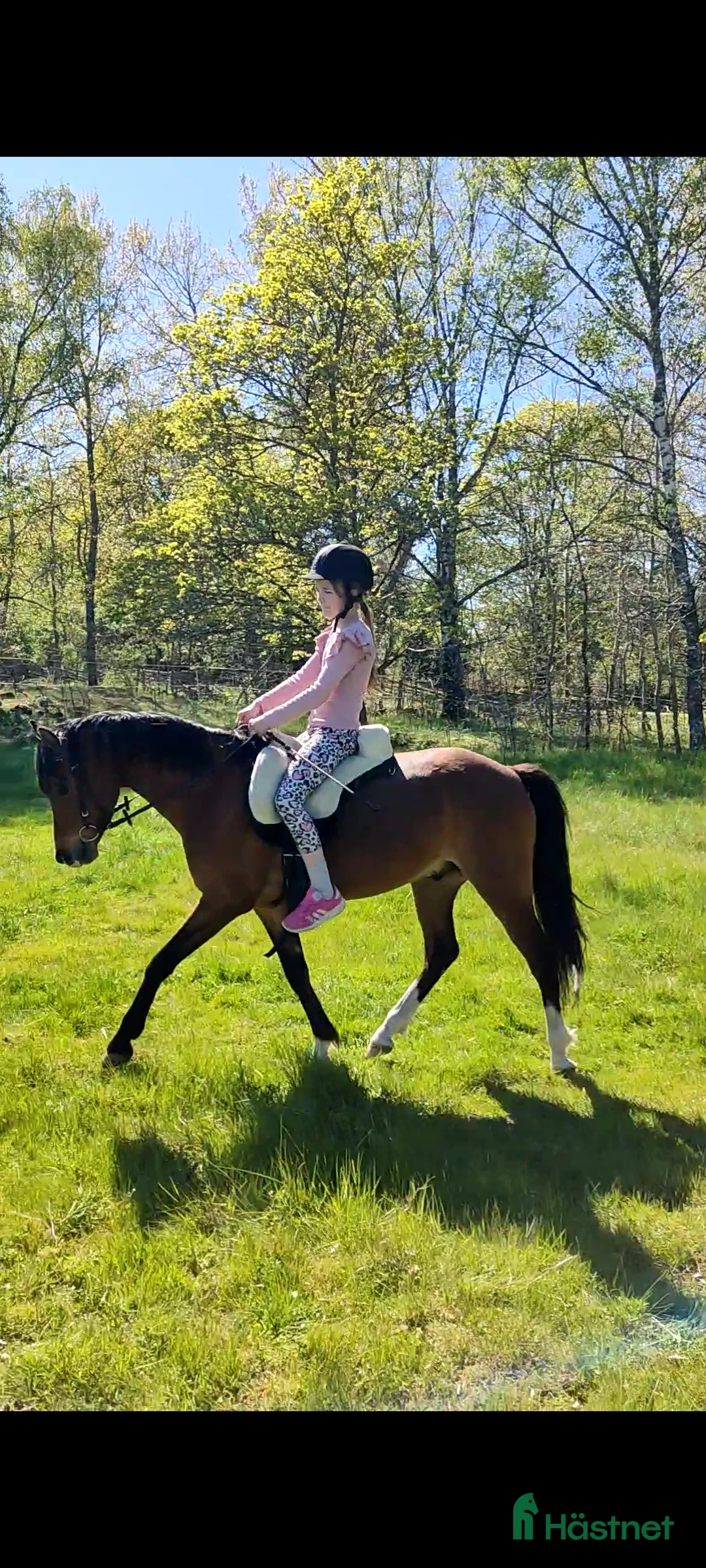 Allround hästar sökes: Äldre läromästare sökes (ponny eller storhäst) - Annons 4