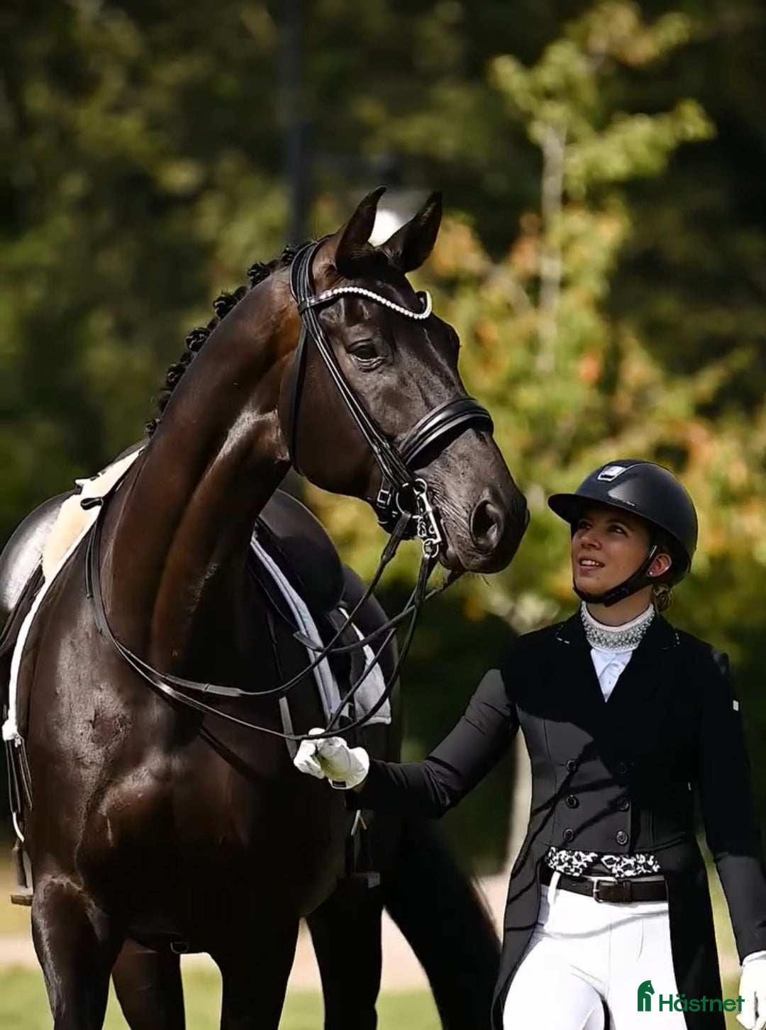 Dressyr hästar till salu: Fantastisk häst för Lilla Rundan/J/YR i Linköping - Annons 2