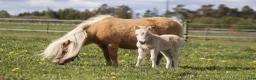 Allround hästar till salu: Palomino sto føl  - Annons 5