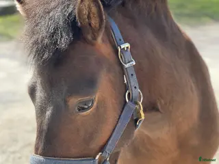 hästar Trevlig russvalack - Annons 18