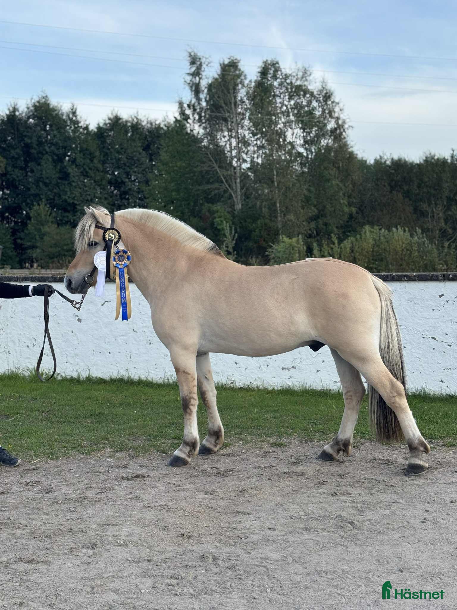  hästar Godkänd Hingst i Köping - Annons 2