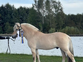 hästar Godkänd Hingst i Köping - Annons 17