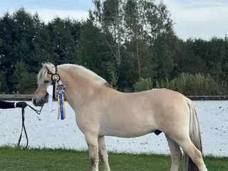 hästar Godkänd Hingst - Annons 3