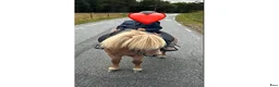 Allround hästar till salu: Mini Shetland för ridning och sällskap  - Annons 2