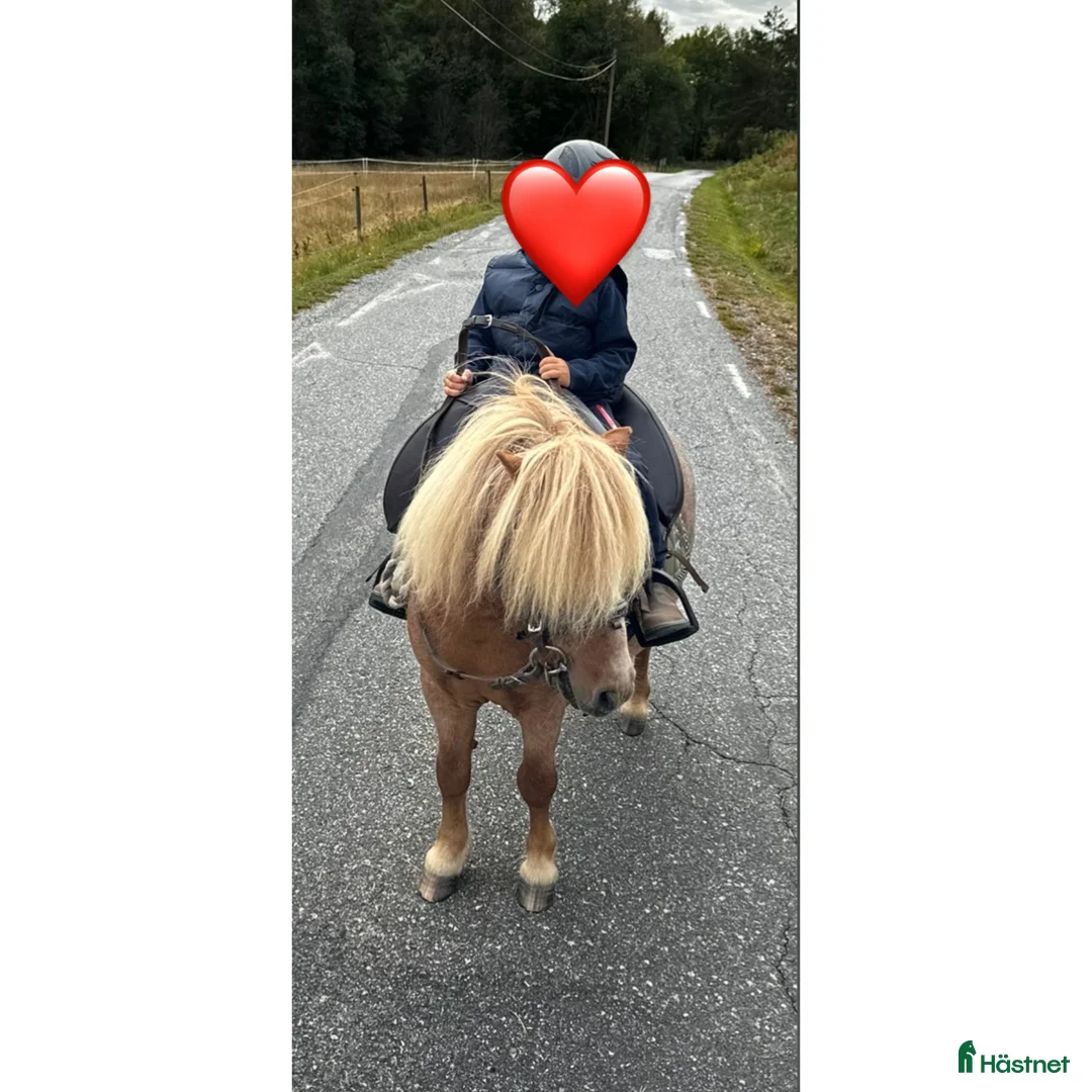 Allround hästar till salu: Mini Shetland för ridning och sällskap  - Annons 2