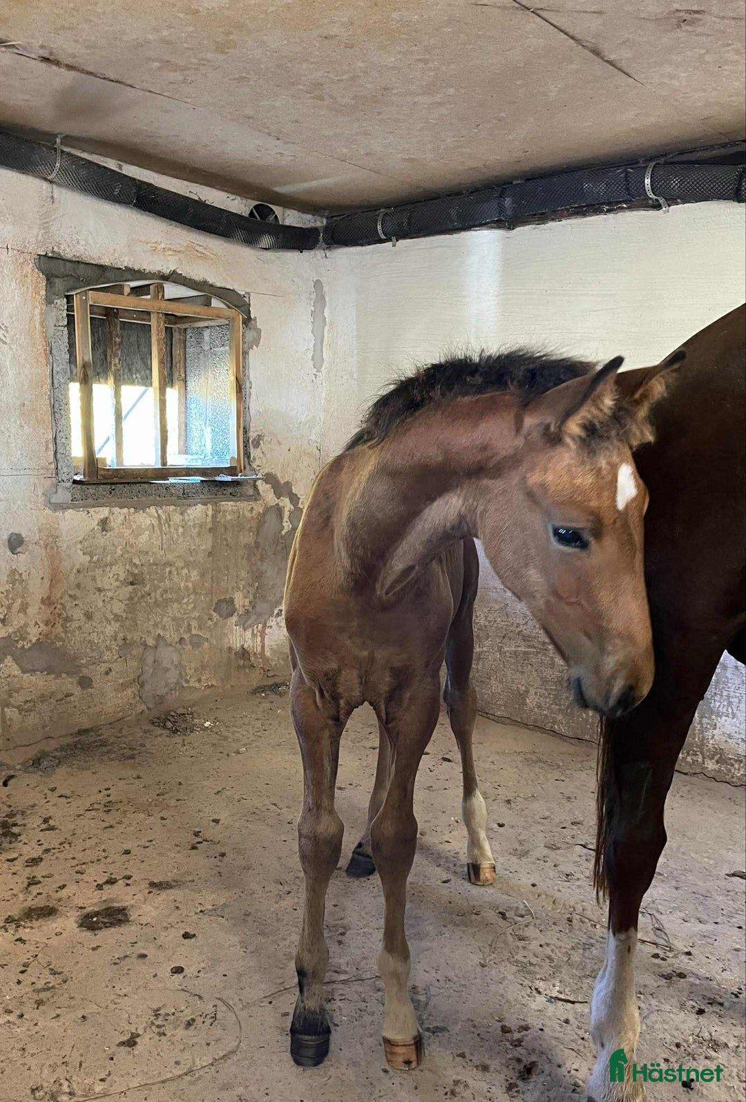 Allround hästar till salu: Passa på att fynda i Skurup - Annons 2