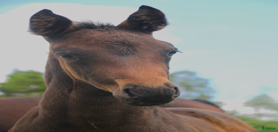 Galleribild {{count}}