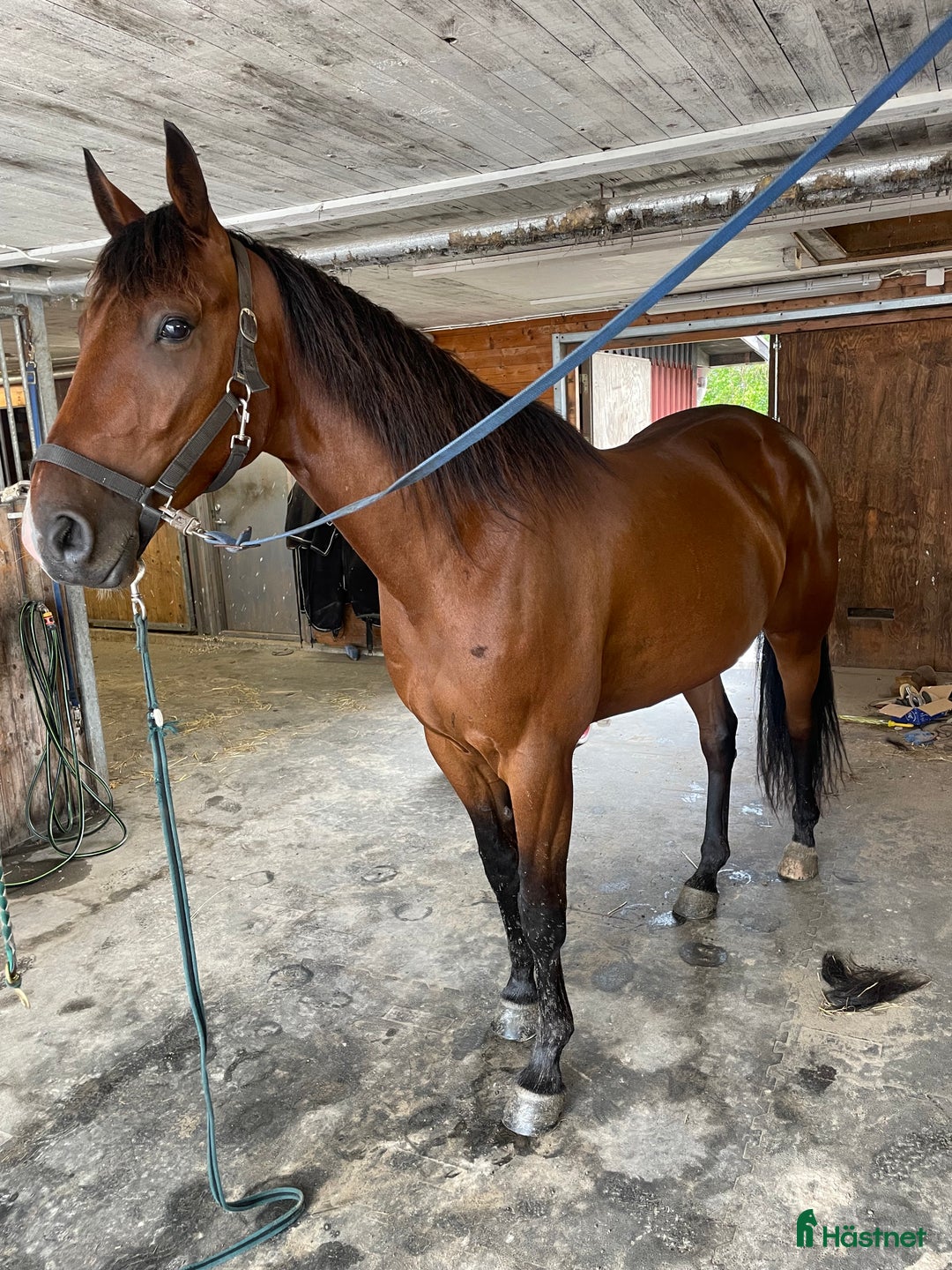 Trav hästar till salu: Trevlig 4 åring valack  i Falkenberg - Annons 1