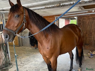 hästar Trevlig 4 åring valack i Falkenberg - Annons 15