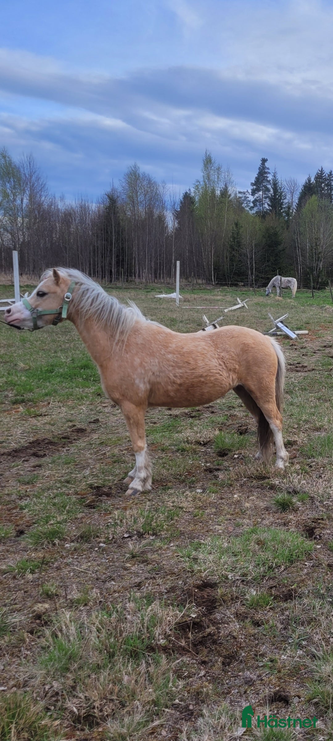  hästar  Welsh montainsto i Kristinehamn - Annons 16