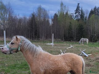 hästar Welsh montainsto i Kristinehamn - Annons 1