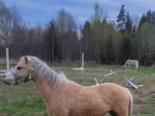 hästar Welsh montainsto i Kristinehamn - Annons 9