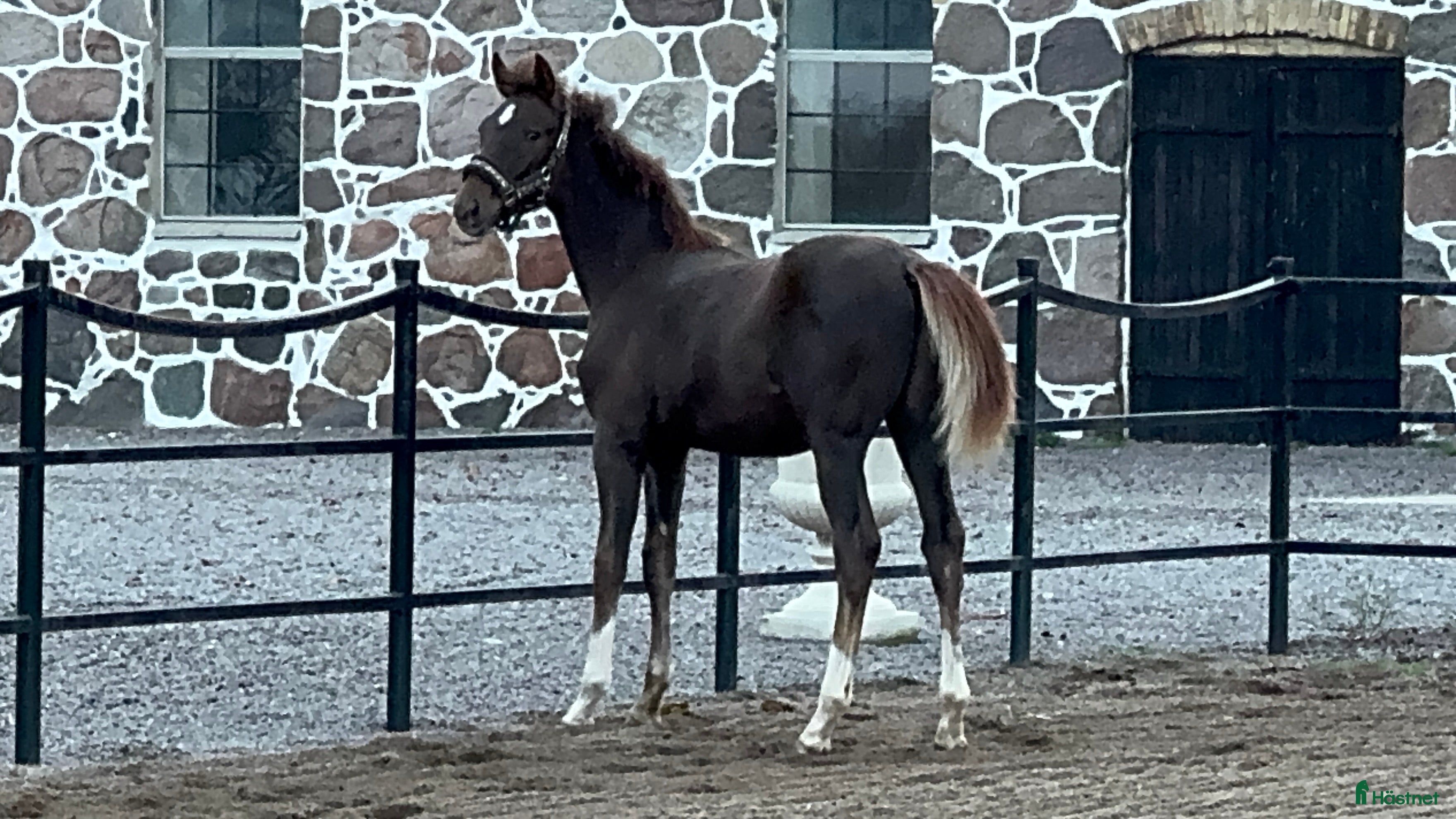  hästar Framtidsämne! i Mjöhult - Annons 15